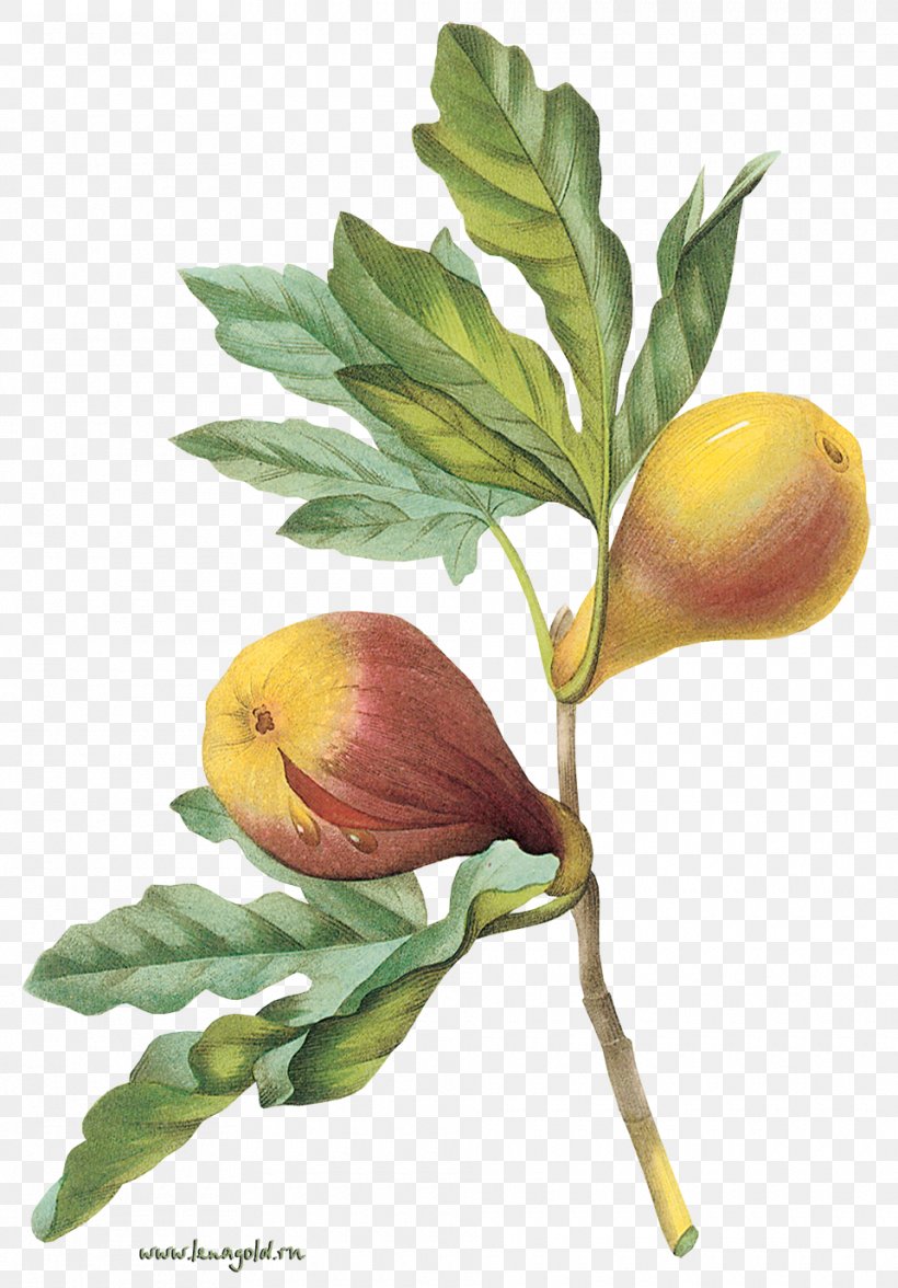Common Fig Fruit Tree, PNG, 960x1377px, Common Fig, Apple, Botanical Illustration, Branch, Bud Download Free