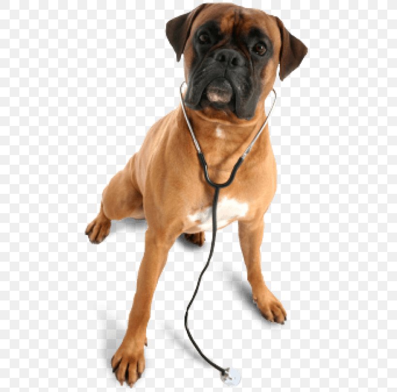 Dog Veterinarian Pet Clinique Vétérinaire Boulevard Veterinary Hospital, PNG, 480x809px, Dog, Boxer, Bullmastiff, Carnivoran, Companion Dog Download Free