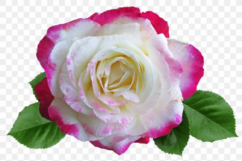 Garden Roses Cabbage Rose China Rose Floribunda Rosa 'Double Delight', PNG, 960x638px, Garden Roses, Annual Plant, Bracelet, Cabbage Rose, China Rose Download Free