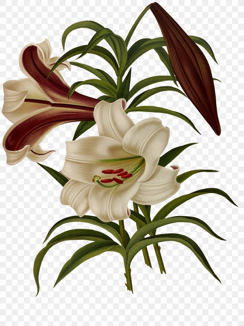 Lilium Brownii Flower, PNG, 1987x2657px, Lilium, Art, Bud, Color, Cut Flowers Download Free