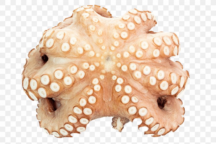 Octopus Cephalopod, PNG, 1080x720px, Octopus, Cephalopod, Invertebrate, Marine Invertebrates, Organism Download Free