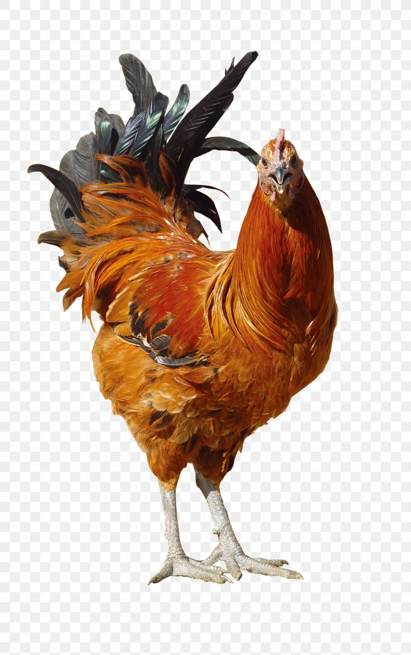 Rooster Fried Chicken, PNG, 1187x1890px, Chicken, Beak, Bird, Chicken Meat, Cockfight Download Free
