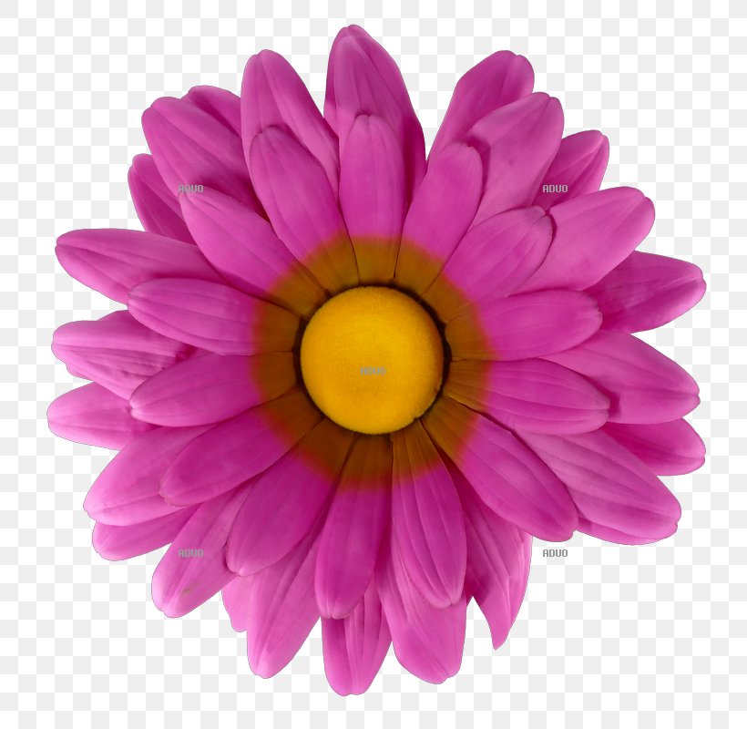 Stock Photography Flower Royalty-free, PNG, 800x800px, Stock Photography, Alt Attribute, Blume, Chrysanths, Dahlia Download Free