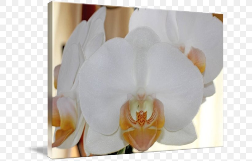 Moth Orchids Floristry Petal, PNG, 650x525px, Moth Orchids, Floristry, Flower, Flowering Plant, Moth Orchid Download Free