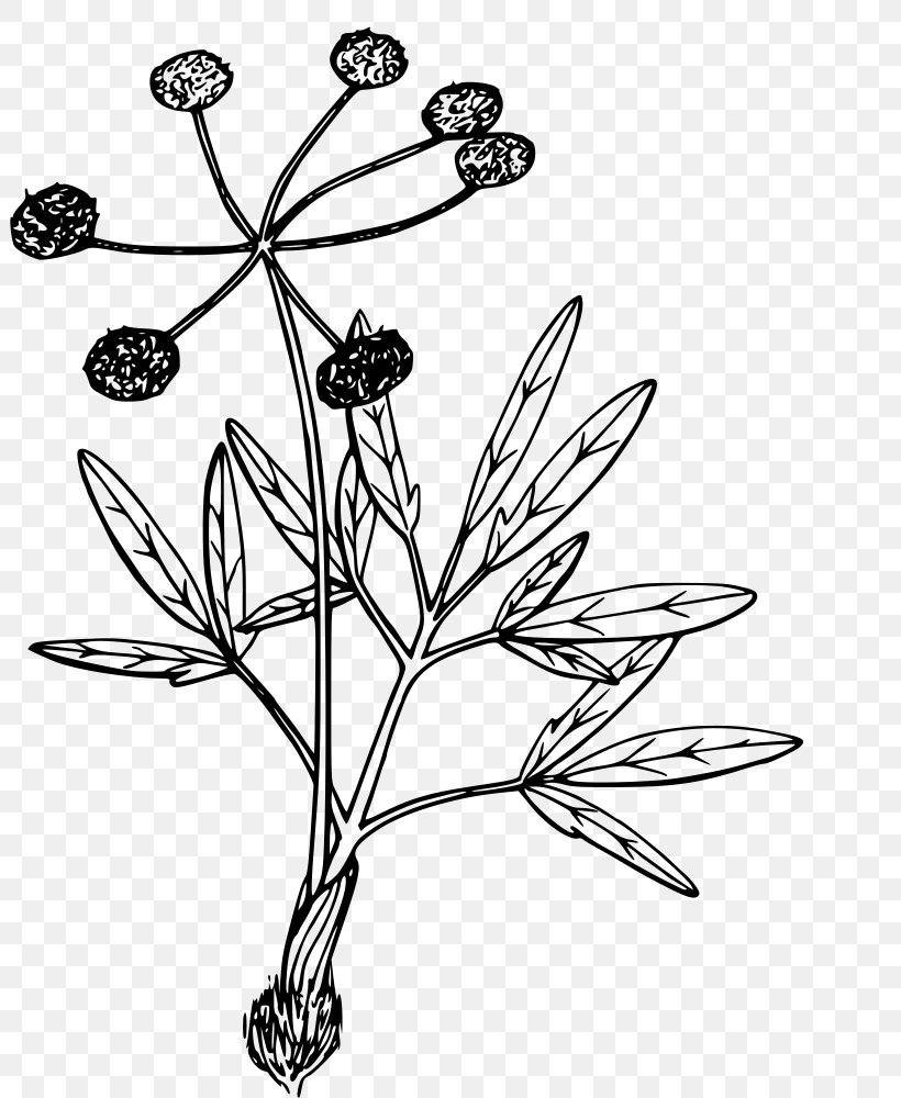 Plant Flower Leaf Pedicel Plant Stem, PNG, 801x1000px, Plant, Blackandwhite, Branch, Flower, Grass Download Free