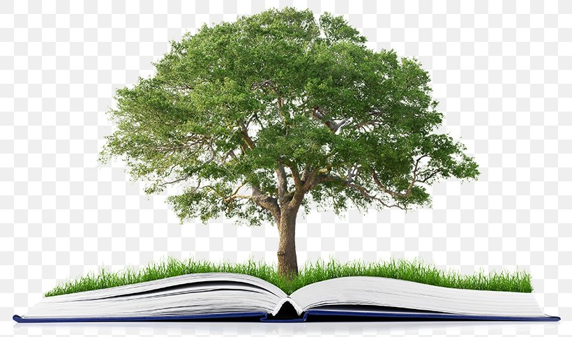 Publishing Book Tree Stock Photography Organization, PNG, 800x483px, Publishing, Author, Book, Deciduous, Ecosystem Download Free