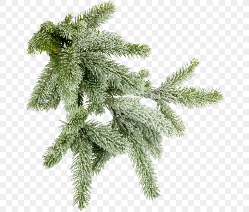 Clip Art, PNG, 653x699px, Filename Extension, Branch, Christmas Ornament, Conifer, Cypress Family Download Free