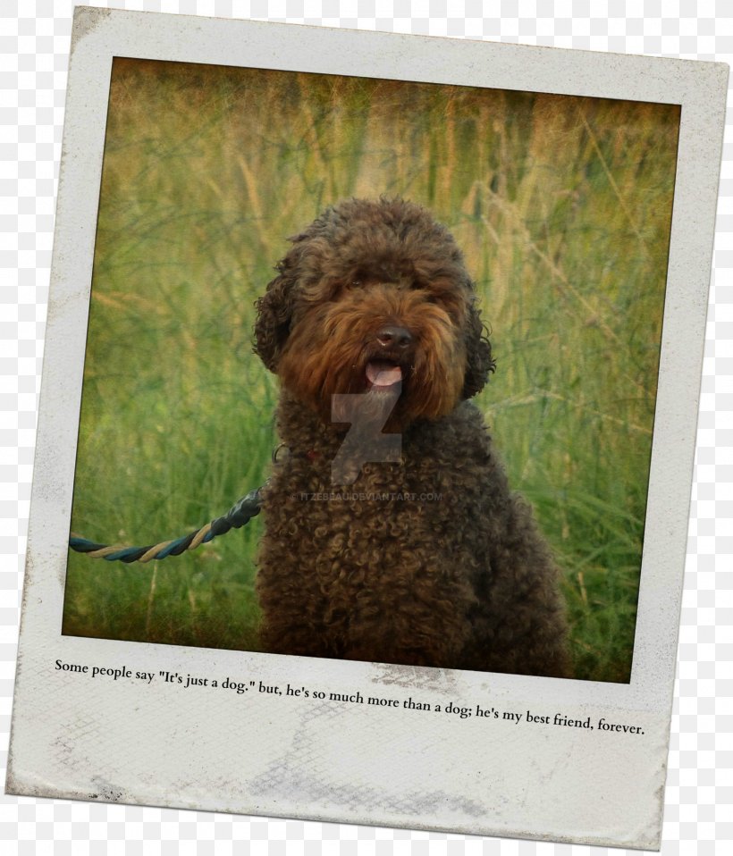 Miniature Poodle Lagotto Romagnolo Spanish Water Dog Barbet Portuguese Water Dog, PNG, 1600x1870px, Miniature Poodle, Barbet, Breed, Carnivoran, Cockapoo Download Free