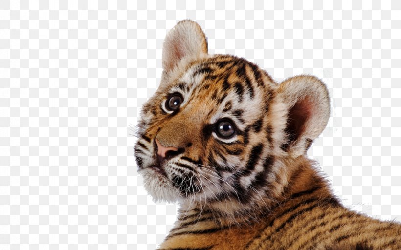 Tiger Leopard Clip Art, PNG, 1131x707px, Tiger, Bbcode, Big Cats, Carnivoran, Cat Like Mammal Download Free