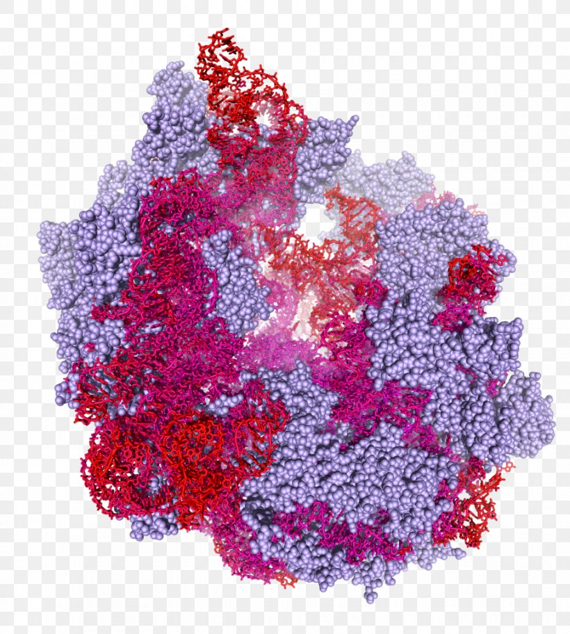 Biochemistry Enzyme Protein Ribosome Molecular Biology, PNG, 920x1024px, Biochemistry, Active Site, Biology, Business, Cofactor Download Free