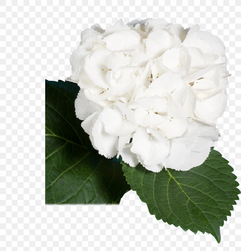 Hydrangea Centifolia Roses Gardenia Cut Flowers, PNG, 960x1000px, Hydrangea, Centifolia Roses, Cornales, Cut Flowers, Family Download Free