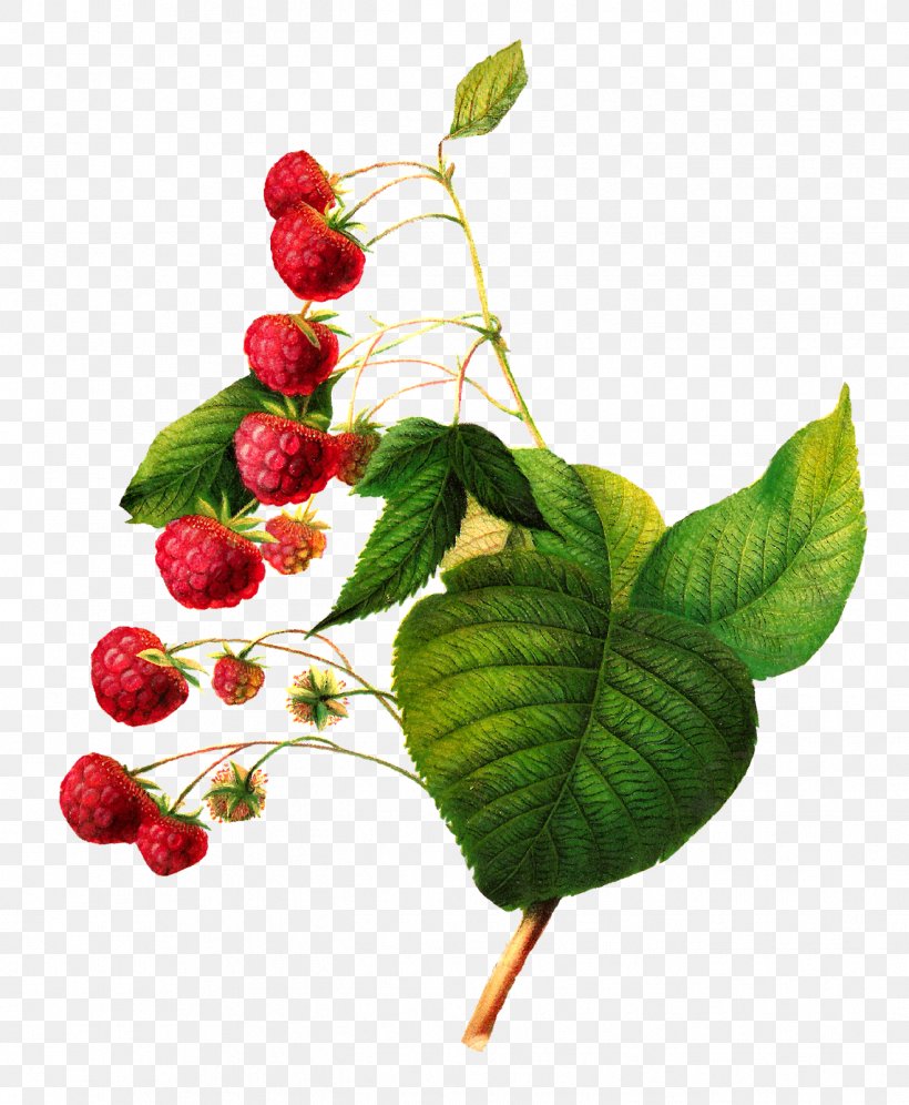 Red Raspberry Clip Art, PNG, 1317x1600px, Berry, Botanical Illustration, Branch, Cherry, Digital Image Download Free