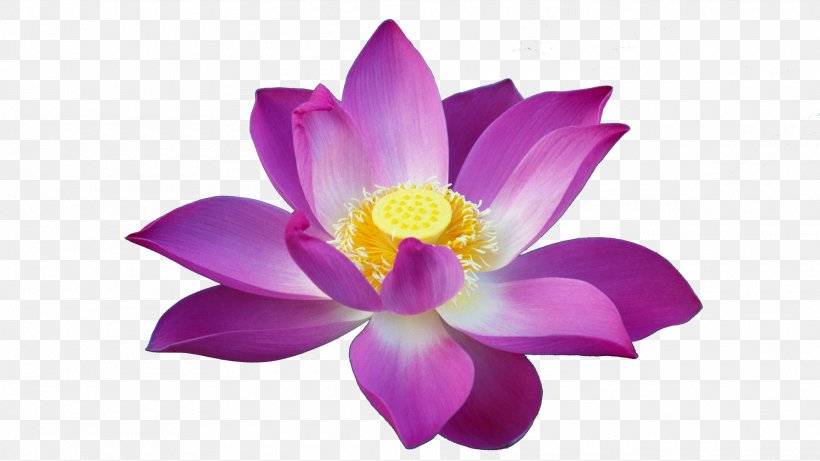 Sacred Lotus Éveille-toi Et Marche... Macintosh MacOS Buddhism, PNG, 1920x1080px, Sacred Lotus, Aquatic Plant, Buddhism, Flora, Flower Download Free