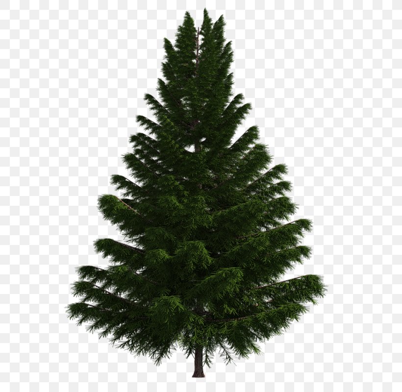 Artificial Christmas Tree Fir, PNG, 800x800px, Artificial Christmas Tree, Biome, Birch, Christmas, Christmas Decoration Download Free