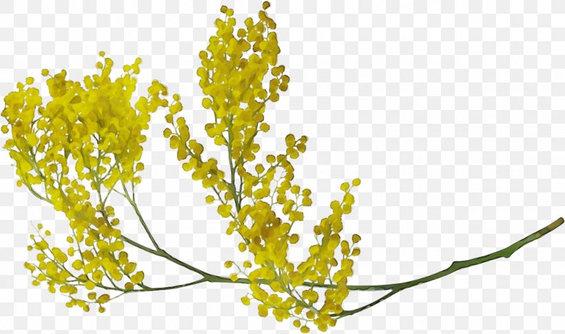 Flower Plant Yellow Branch Leaf, PNG, 1024x607px, Watercolor, Branch, Flower, Flowering Plant, Goldenrod Download Free