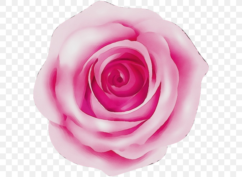 Garden Roses, PNG, 600x600px, Watercolor, Floribunda, Flower, Garden Roses, Hybrid Tea Rose Download Free