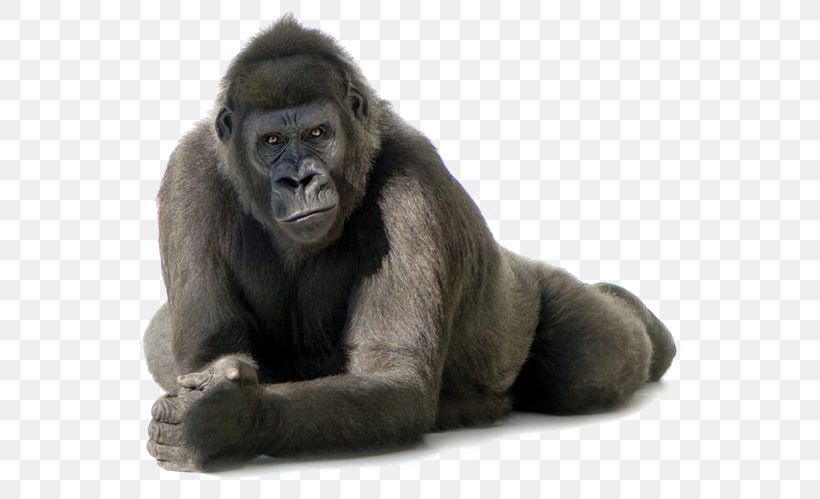 Gorillas, PNG, 564x499px, Common Chimpanzee, Chimpanzee, Fauna, Fur, Gorilla Download Free