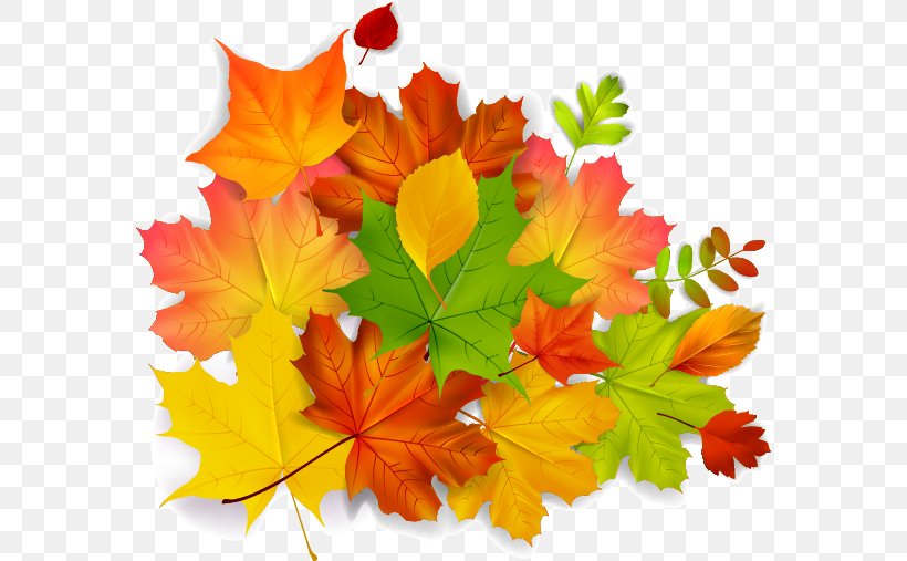Maple Leaf Autumn, PNG, 586x507px, Maple Leaf, Autumn, Autumn Leaf Color, Color, Flower Download Free