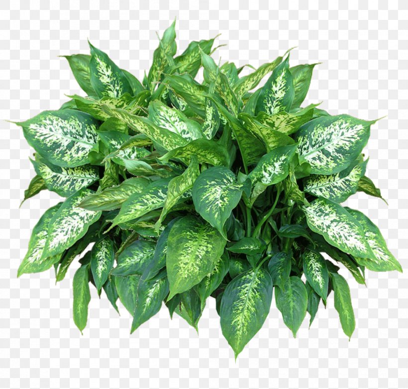 Plant Download Image File Formats Clip Art, PNG, 995x949px, Plant, Display Resolution, Evergreen, Flowerpot, Houseplant Download Free