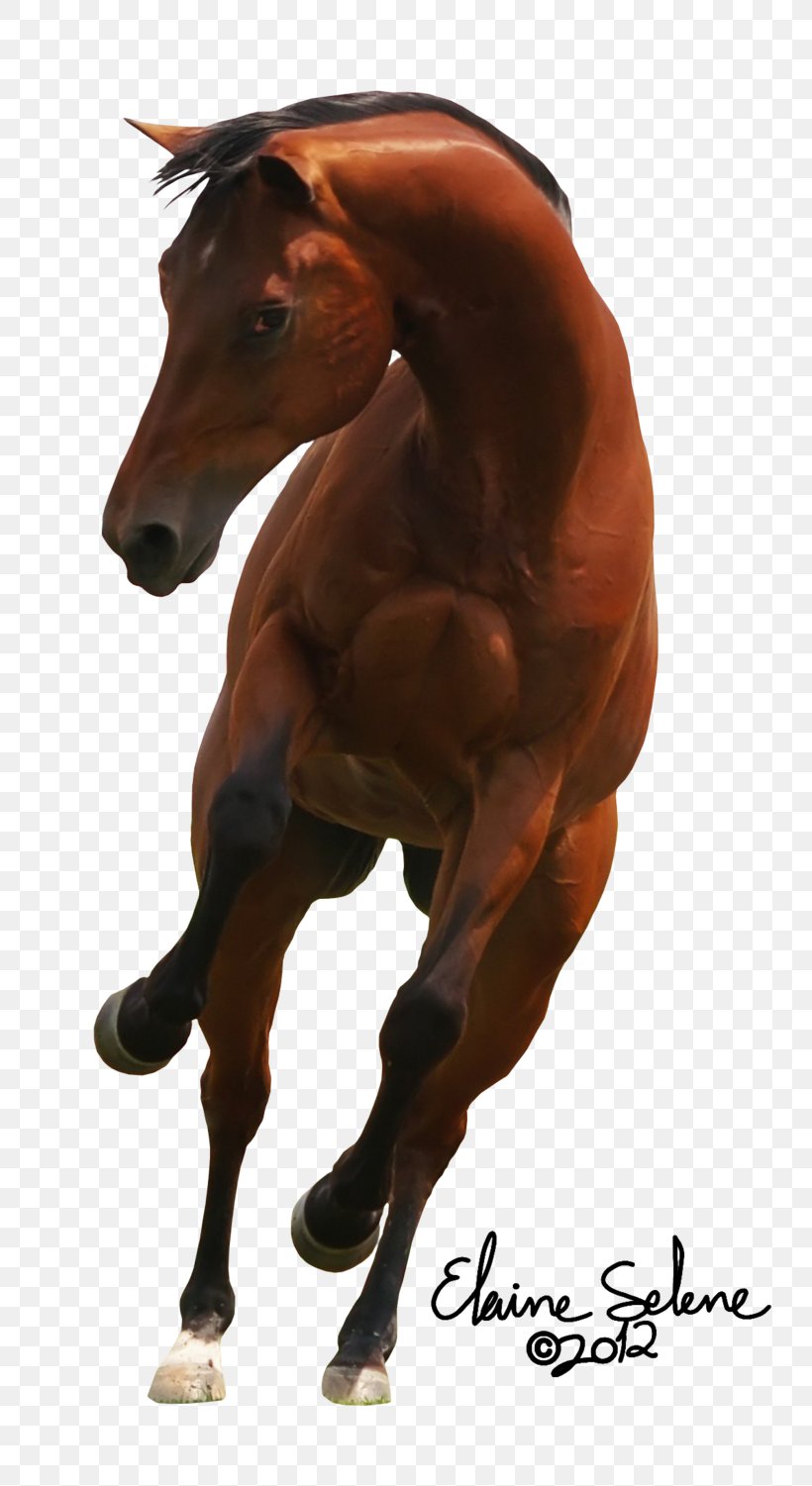 Shire Horse Colt Mare Foal Stallion, PNG, 800x1501px, Shire Horse, Bit, Bridle, Colt, Equestrian Download Free