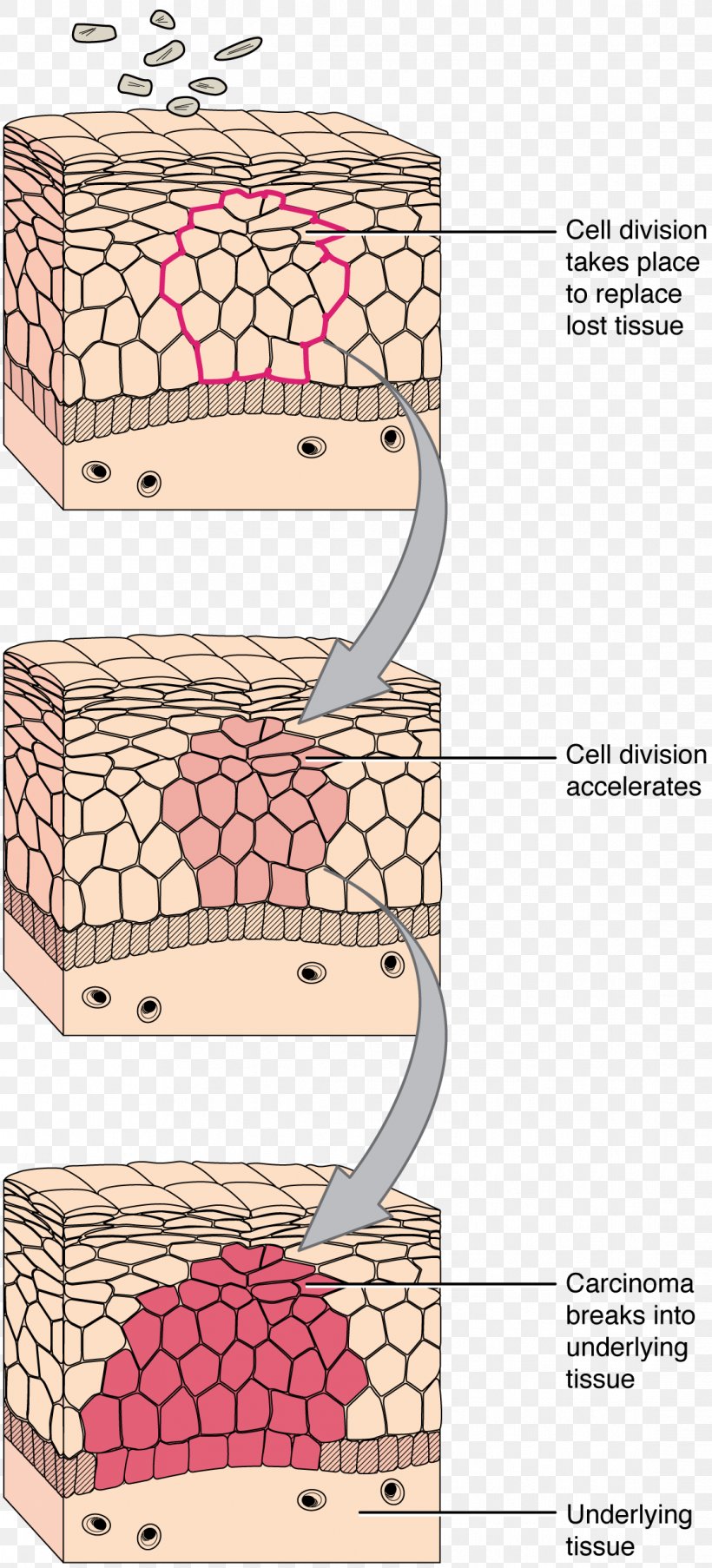 Transitional Epithelium Connective Tissue Cell, PNG, 1116x2459px, Epithelium, Anatomy, Area, Cell, Connective Tissue Download Free