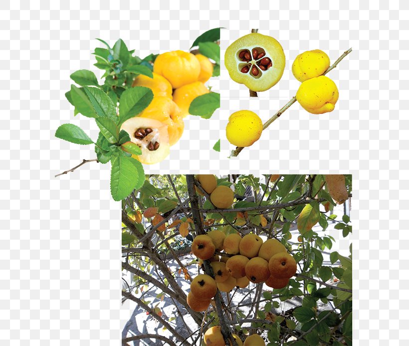 Aronia Melanocarpa Juice Fruit Tree Nature, PNG, 600x693px, Aronia Melanocarpa, Aronia, Branch, Citrus, Food Download Free