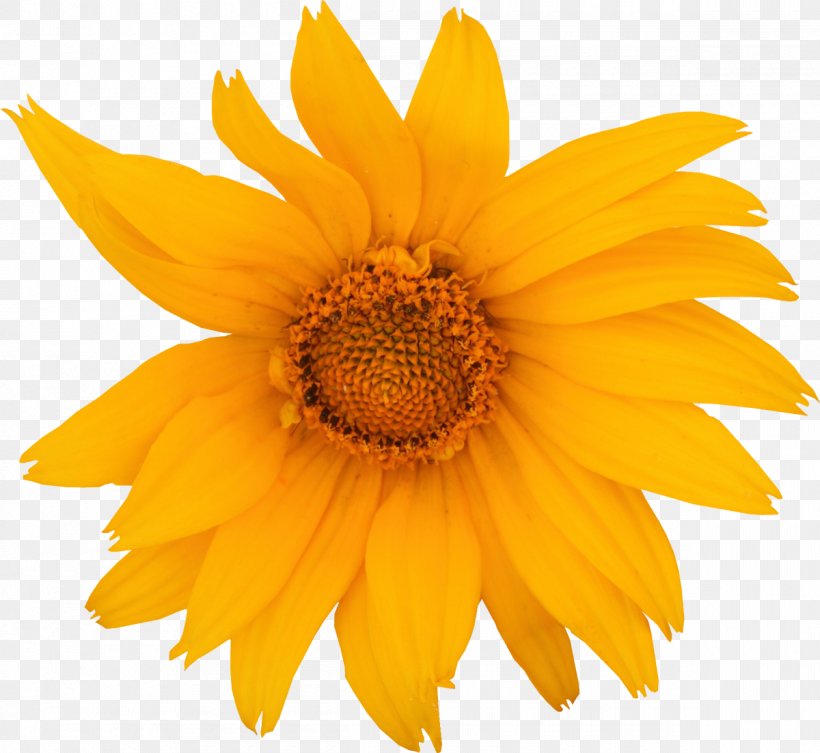 Common Sunflower Royalty-free Drawing Clip Art, PNG, 1200x1102px, Common Sunflower, Daisy Family, Drawing, Flower, Flowering Plant Download Free