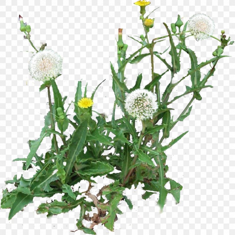 Dandelion Roman Chamomile Cut Flowers Plant, PNG, 900x900px, Dandelion, Aster, Chamaemelum, Chamaemelum Nobile, Cut Flowers Download Free