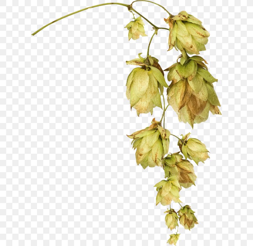 Flower Image Leaf Watercolor Painting, PNG, 619x800px, Flower, Art, Branch, Drawing, Humulus Lupulus Download Free