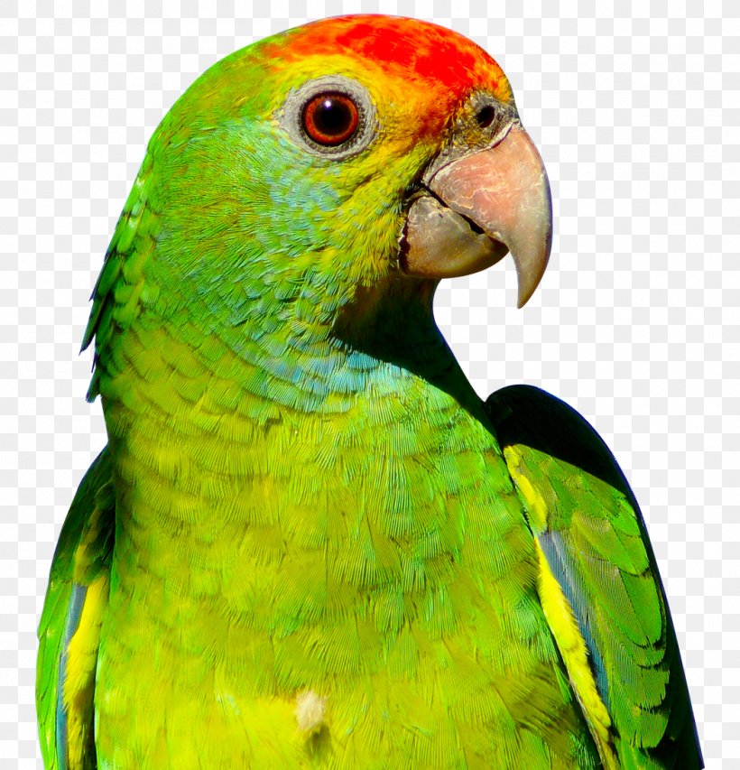 Parrot Budgerigar Bird, PNG, 1050x1093px, Parrot, Beak, Bird, Budgerigar, Common Pet Parakeet Download Free