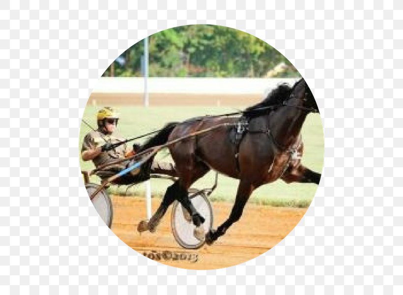 Rein Stallion Horse Harnesses Mustang Bridle, PNG, 800x600px, Rein, Bit, Blood, Bridle, Chariot Download Free