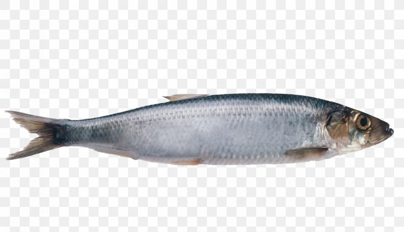 Atlantic Herring Fish Pollock Atlantic Mackerel, PNG, 1160x667px, Atlantic Herring, Anchovy, Angler, Animal Source Foods, Atlantic Halibut Download Free