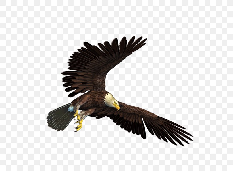 Bald Eagle Clip Art, PNG, 600x600px, Bald Eagle, Accipitriformes, Autocad Dxf, Beak, Bird Download Free