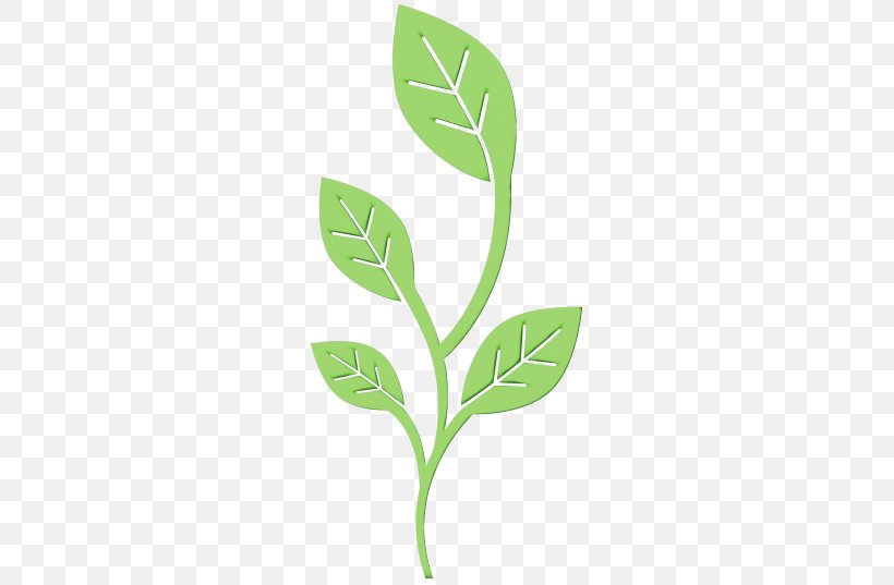 Branch Plant Stem Leaf Font Herb, PNG, 537x537px, Watercolor, Arugula, Branch, Flower, Herb Download Free
