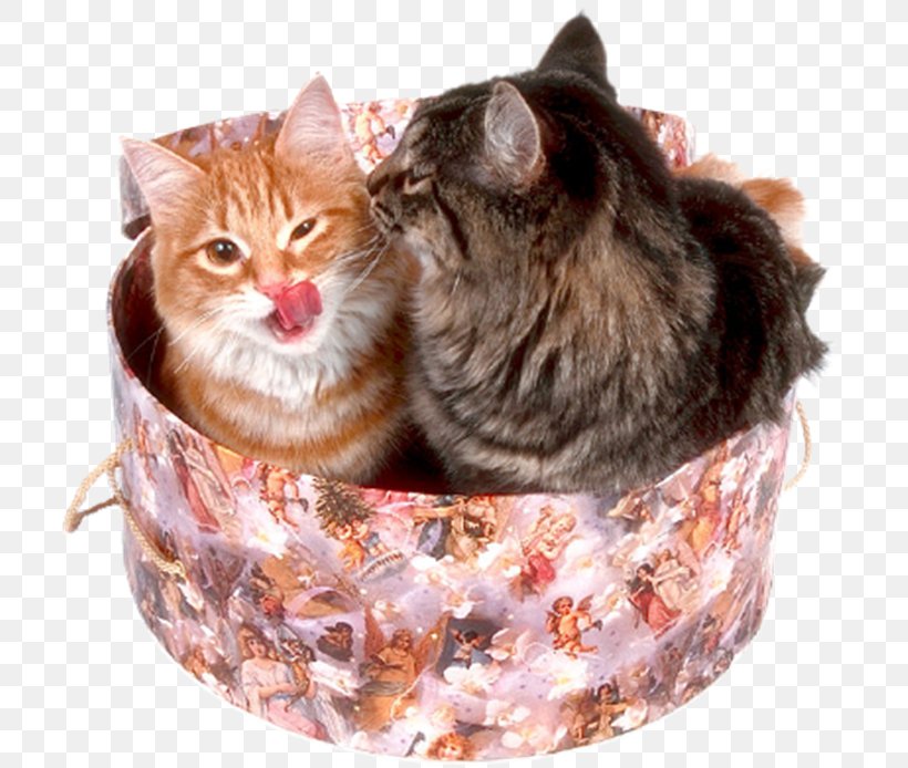 Cat Kitten Pet, PNG, 710x694px, Cat, Avatar, Carnivoran, Cat Bed, Cat Like Mammal Download Free