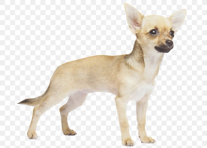 Corgi-Chihuahua Russkiy Toy Dog Breed Puppy, PNG, 690x589px, Chihuahua, Breed, Breed Group Dog, Carnivoran, Chesapeake Bay Retriever Download Free