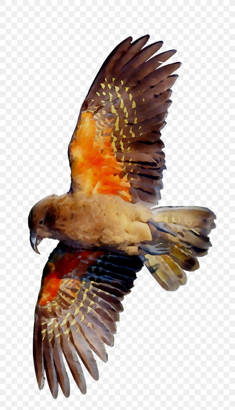 Eagle Hawk Vulture Beak Falcon, PNG, 1146x2002px, Eagle, Accipitridae, Accipitriformes, Beak, Bird Download Free
