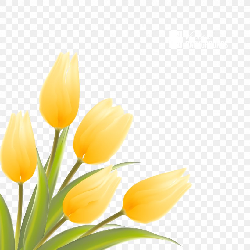 Indira Gandhi Memorial Tulip Garden Flower Illustration, PNG, 1200x1200px, Indira Gandhi Memorial Tulip Garden, Flower, Flower Bouquet, Flowering Plant, Lily Family Download Free