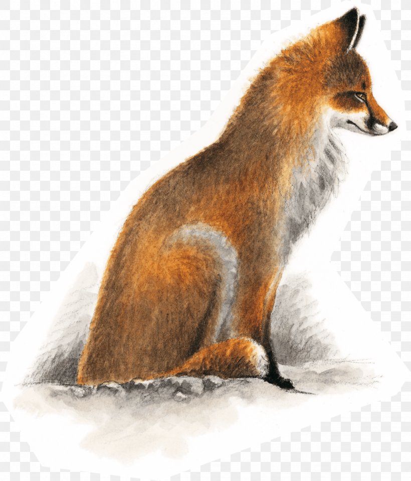 Red Fox European Badger Dhole Kit Fox Gray Fox, PNG, 1027x1200px, Red Fox, Animal, Carnivoran, Dhole, Dog Like Mammal Download Free