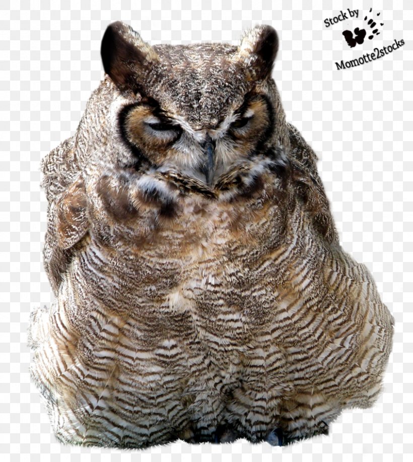 Tawny Owl Bird Great Horned Owl, PNG, 845x945px, Owl, Animal, Barn Owl, Barred Owl, Beak Download Free