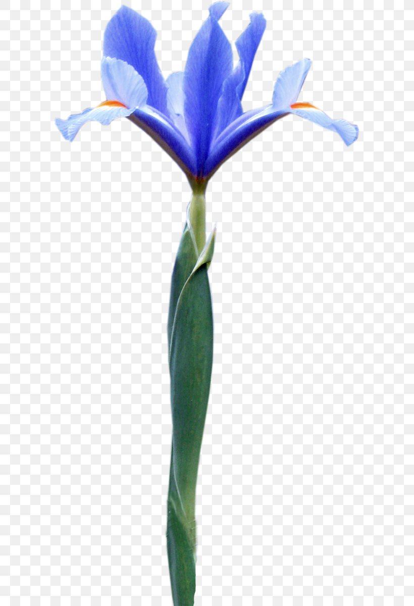 Cut Flowers Plant Stem Flowerpot Petal, PNG, 607x1200px, Cut Flowers, Flower, Flowering Plant, Flowerpot, Iris Download Free