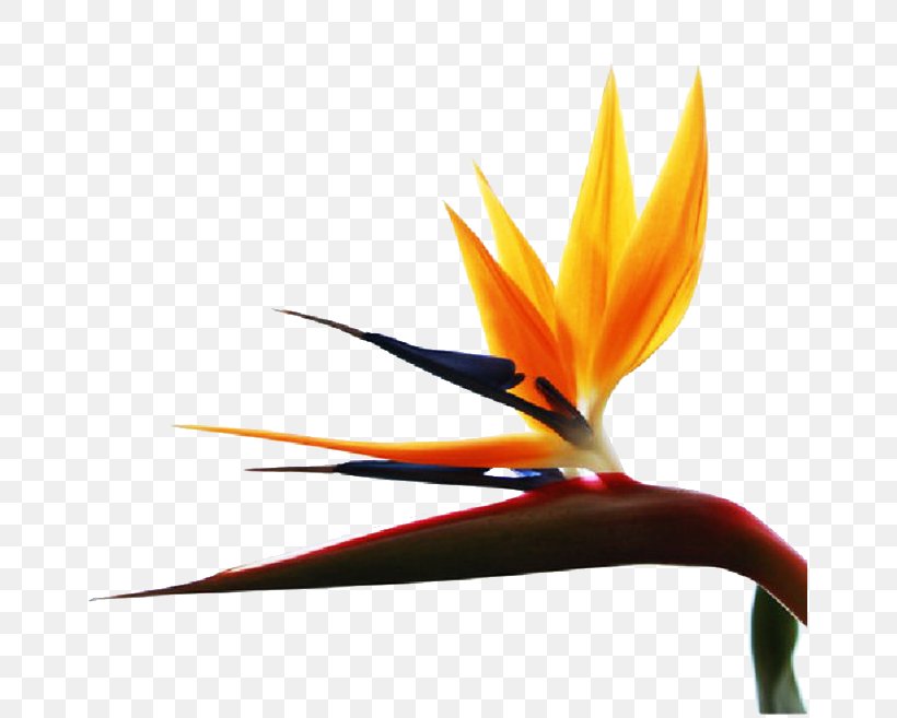 Flower Orange Petal, PNG, 657x657px, Flower, Color, Gratis, Orange, Petal Download Free