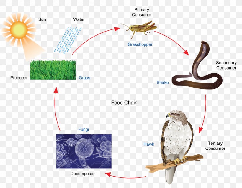 Heterotroph Food Chain Autotroph Consumer Primary Producers, PNG, 1053x820px, Heterotroph, Autotroph, Biology, Cellular Respiration, Chemosynthesis Download Free