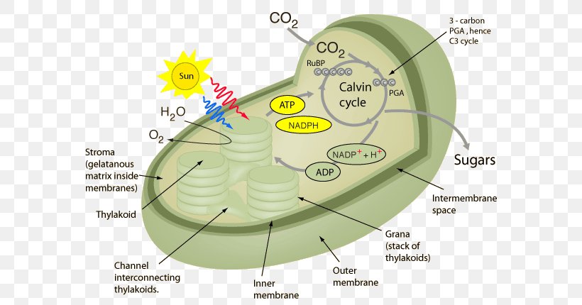 Photosynthesis Plant Cell Cellular Respiration Chloroplast, PNG, 601x430px, Photosynthesis, Algae, Area, C4 Carbon Fixation, Cell Download Free
