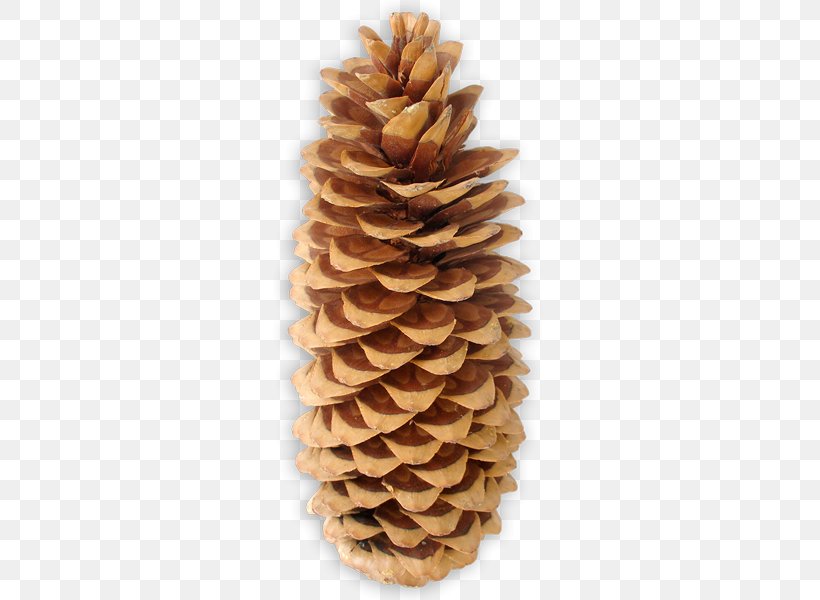 Pine Conifer Cone Conifers Family, PNG, 600x600px, Pine, Cone, Conifer Cone, Conifers, Family Download Free