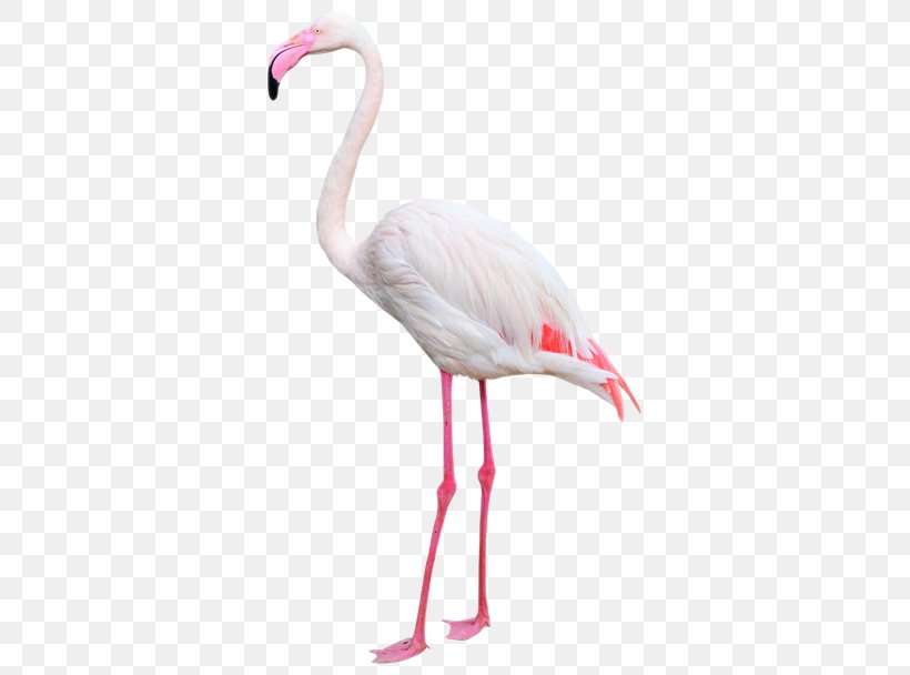 Water Bird Greater Flamingo Beak Photography, PNG, 777x608px, Bird, Beak, Crane Like Bird, Feather, Flamingo Download Free