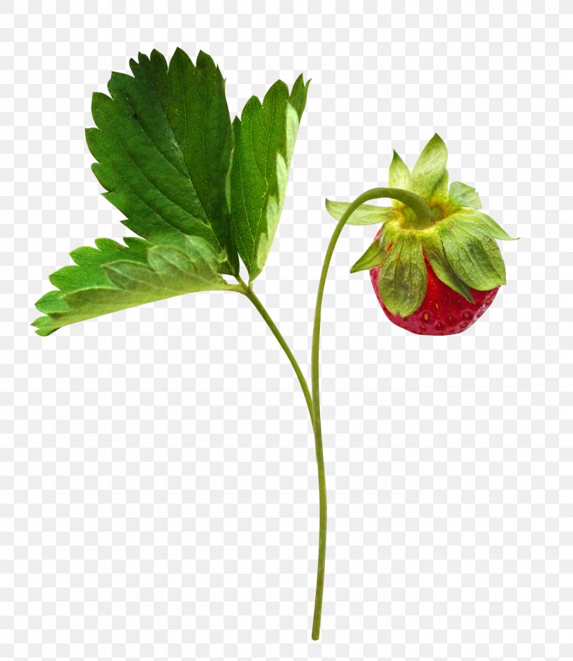Berry Clip Art, PNG, 1388x1600px, Berry, Branch, Food, Fragaria, Fruit Download Free