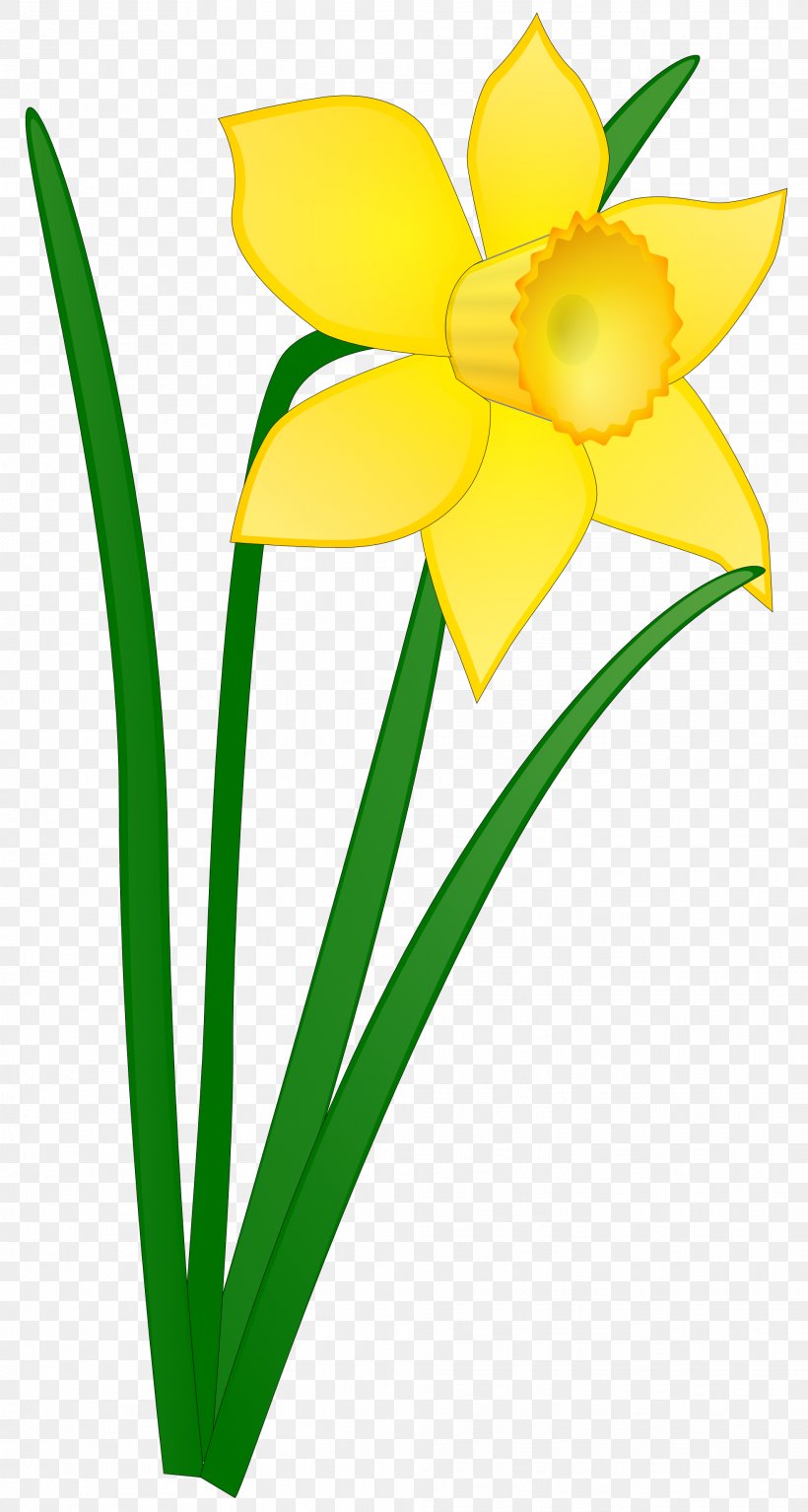 Daffodil Clip Art, PNG, 1969x3684px, Daffodil, Amaryllis Family, Art, Artwork, Cut Flowers Download Free