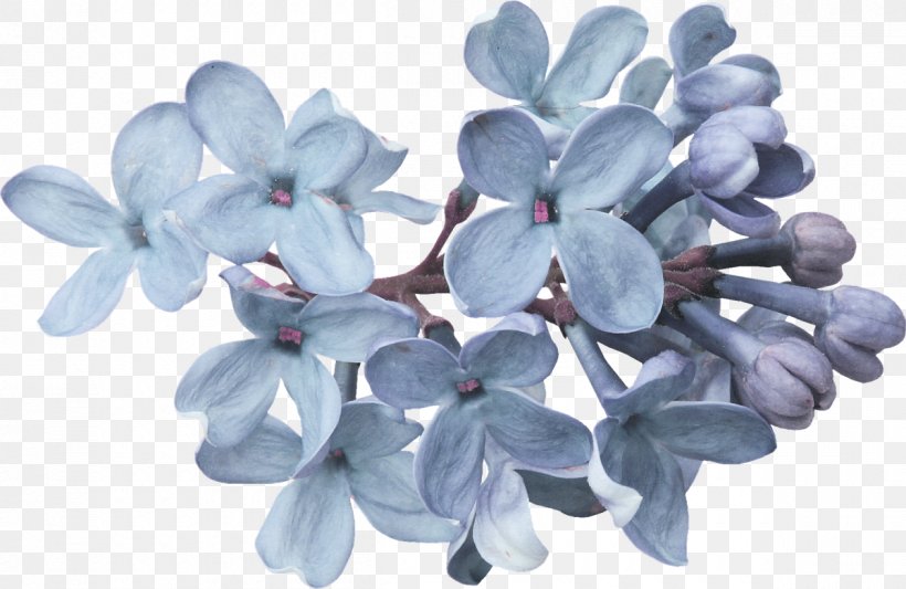 Flower Lavender Lilac Petal, PNG, 1200x780px, Flower, Blue, Cut Flowers