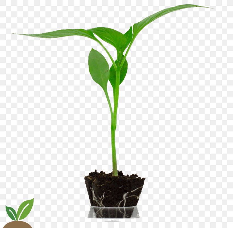 Horticulture Bell Pepper Auglis Agriculture Flowerpot, PNG, 800x800px, Horticulture, Agriculture, Auglis, Bell Pepper, Capsicum Annuum Download Free